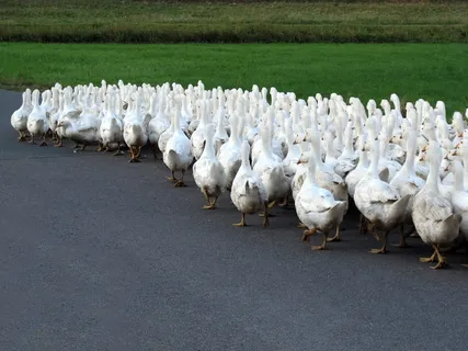 动物，鹅，单列，家禽，牧场，乡村生活，快乐鹅，鹅剧场