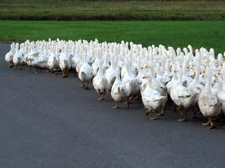 动物，鹅，单列，家禽，牧场，乡村生活，快乐鹅，鹅剧场
