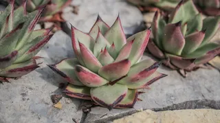 植物、芦荟、仙人掌、藿香科植物、花朵、花朵、叶子、家居装饰