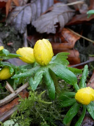 黄色、绿色、花朵、植物、水滴、新鲜度、生长、特写