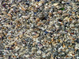 南非，Langeban，全画幅，背景，丰富，大型物体群，高角度视图，贝壳