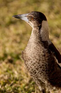 喜鹊，澳大利亚喜鹊，印度红鹊，幼年，未成熟，野生，黑色，白色