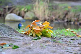 秋天，树叶，秋天的金色，坍塌，水，植物，自然，自然之美