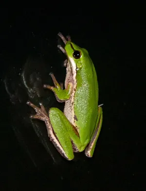 东方莎草蛙、东方矮树蛙、斜纹夜蛾、绿色、微小、反光、玻璃、黑色