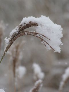 芒属植物，雪，开花，雪下，冬季，低温，冰冻，霜冻