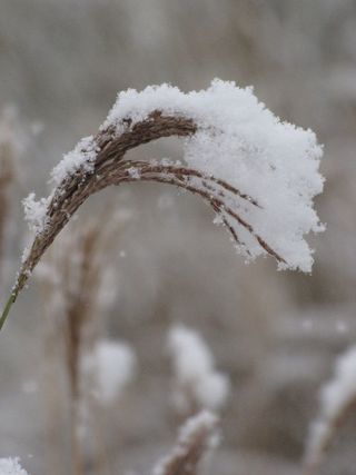 芒属植物，雪，开花，雪下，冬季，低温，冰冻，霜冻