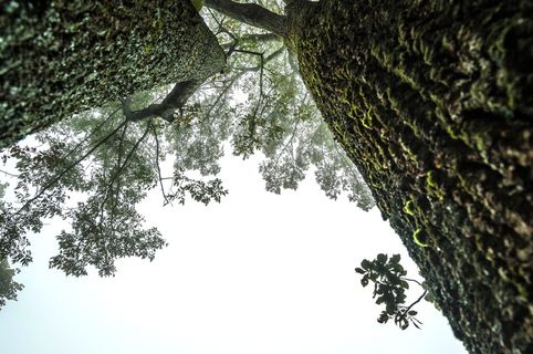 两棵树的低角度摄影