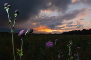 紫色，花朵，绿色，草地，多瓣，花瓣，花朵，剪影