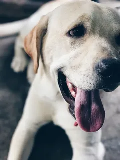 白狗特写照片 白狗特写照片