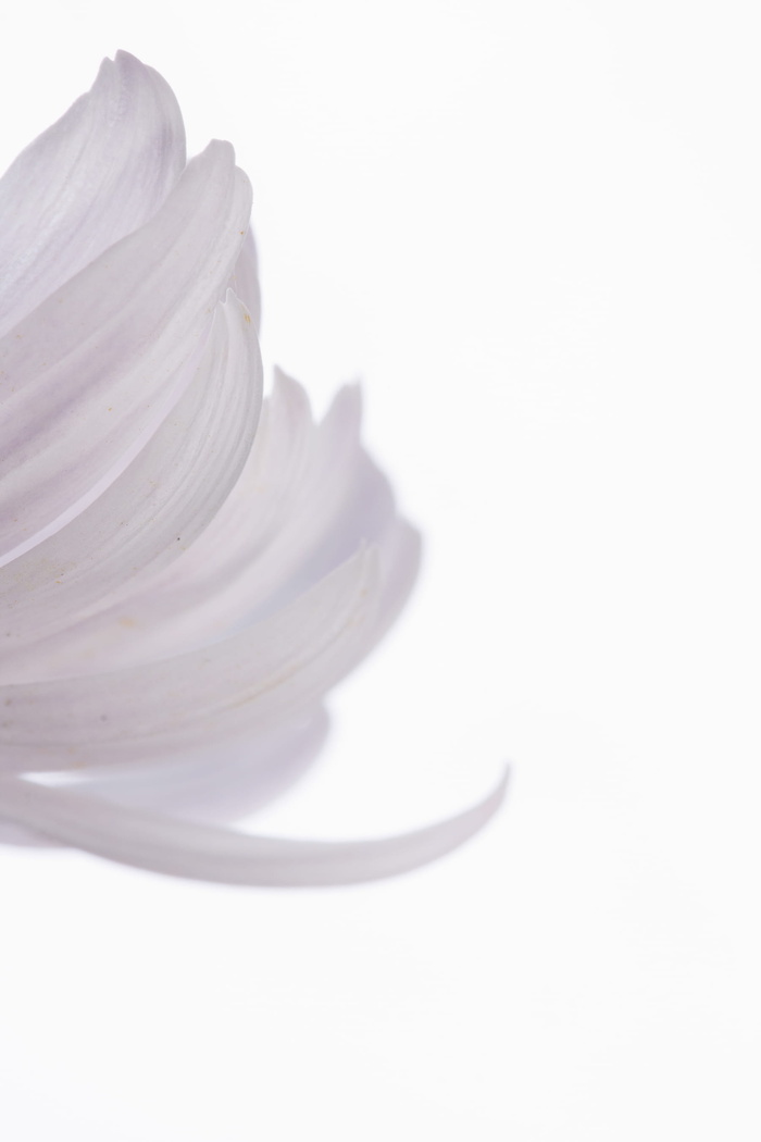 美丽，特写，花朵，自然，无人，花瓣，植物，春天