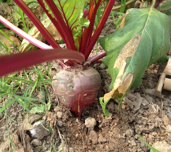 甜菜根，甜菜，红色，蔬菜，健康，土壤，农场，花园