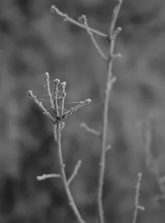 蜘蛛网，照片，冰冻，自然，森林，植物，特写，前景聚焦