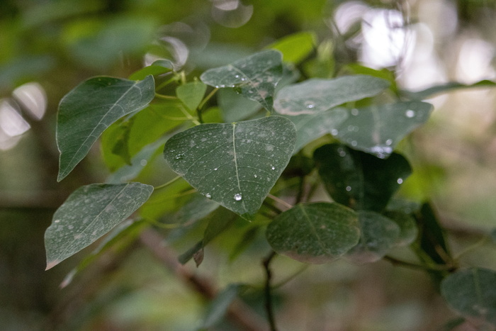 叶子、水、水滴、绿色、植物、新鲜度、自然、雨滴