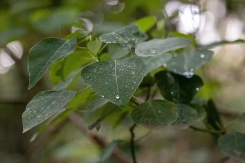 叶子、水、水滴、绿色、植物、新鲜度、自然、雨滴 叶子、水、水滴、绿色、植物、新鲜度、自然、雨滴