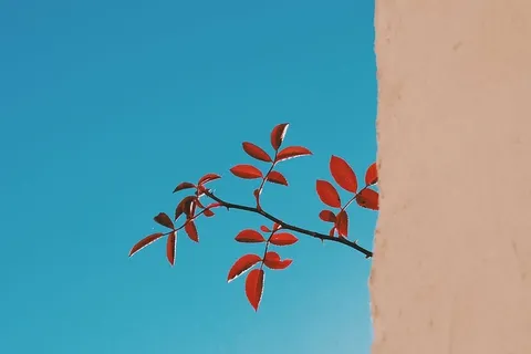 红叶植物，聚焦，摄影，红色，叶子，植物，树枝，蓝色