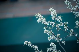 白色花瓣的选择性聚焦摄影