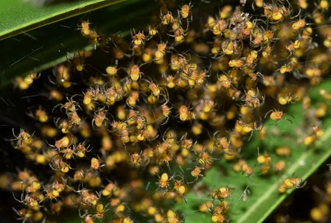 蜘蛛,巢穴,孵化,小蜘蛛,孵化,圆球蜘蛛,圆球织女,网 蜘蛛,巢穴,孵化,小蜘蛛,孵化,圆球蜘蛛,圆球织女,网