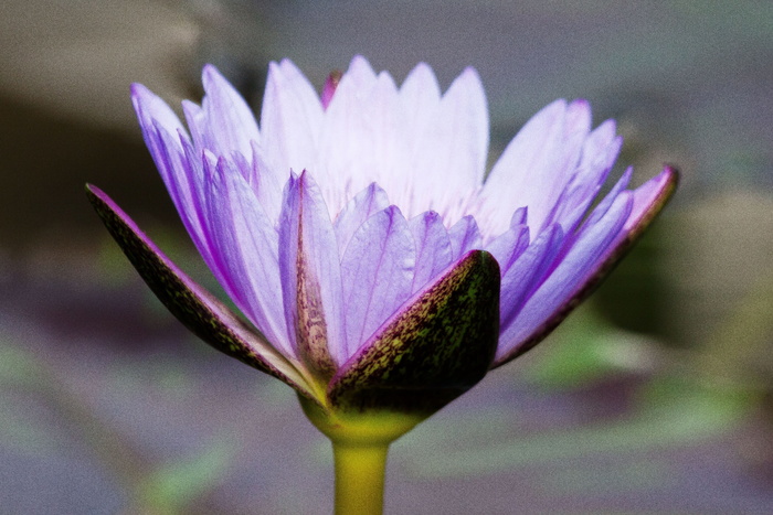 睡莲、睡莲、豹纹、湖玫瑰、水生植物、花瓣、淡蓝色、黄色