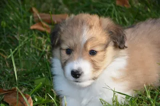 小狗, 小狗, 黑色覆盖的颜色小鹿, 可爱, 可爱的, 肖像, 说谎, 一只动物