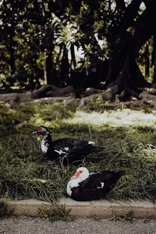 葡萄牙里斯本贝伦热带植物园