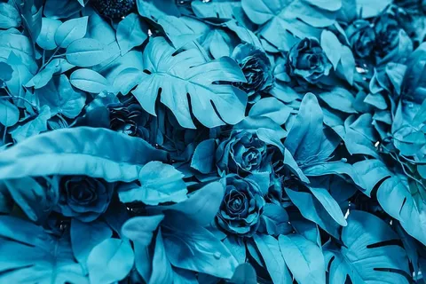画假花 画假花
