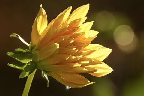 大丽花,花朵,花朵,花瓣,美丽,黄色,光,灯光 大丽花,花朵,花朵,花瓣,美丽,黄色,光,灯光