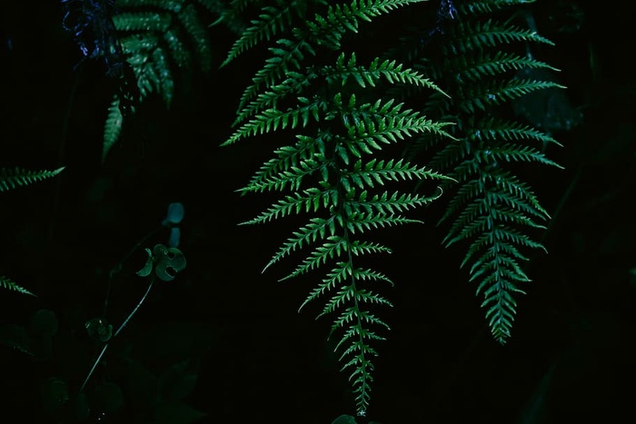 蕨类植物，叶子，自然，植物，叶子，森林，树木，绿色