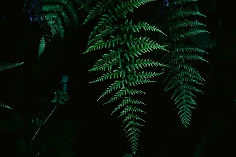 蕨类植物,叶子,自然,植物,叶子,森林,树木,绿色 蕨类植物,叶子,自然,植物,叶子,森林,树木,绿色