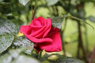 粉红色, 红玫瑰, 玫瑰爸爸梅兰, 香玫瑰, 粉红色的花, 活, 植物, 自然之美