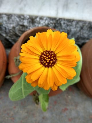 花卉，植物盆栽，黄花，黄色，维沙尔，维沙尔库马尔，维沙尔库马尔皮克斯湾，维沙尔库马尔摄影