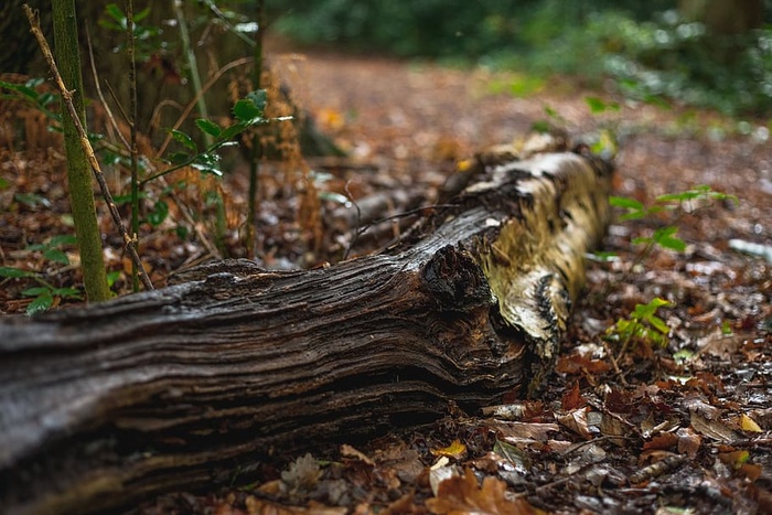 英国，伯肯黑德，比斯顿，秋叶，原木，落叶，树木，自然