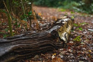 英国，伯肯黑德，比斯顿，秋叶，原木，落叶，树木，自然