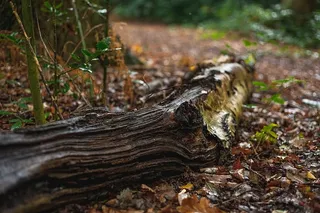 英国，伯肯黑德，比斯顿，秋叶，原木，落叶，树木，自然