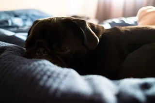 狗，哈巴狗，舒适，睡眠，动物，狗，黑色，蓝色