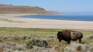 野牛，美国，更多，海滩，沙滩，山脉，哺乳动物，动物主题