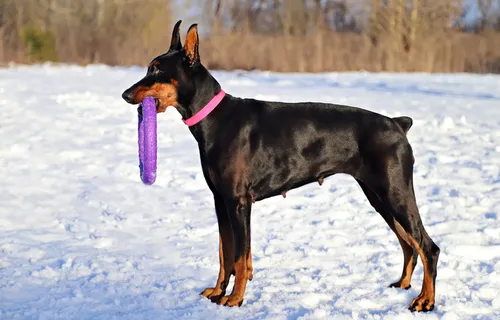 杜宾,狗,环,由,雪,聪明,家畜,犬组成 杜宾,狗,环,由,雪,聪明,家畜,犬组成