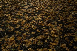 美国，荷兰，自然，秋叶，树叶，秋天，十月，树叶