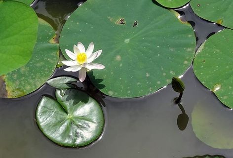 百合，睡莲，白，花，芽，睡莲科，水生，水