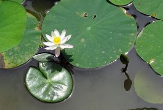 百合，睡莲，白，花，芽，睡莲科，水生，水