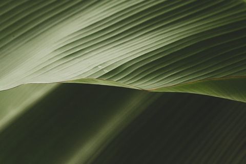 绿色、植物、叶子、纹理、艺术、图形、帐篷、阳光 绿色、植物、叶子、纹理、艺术、图形、帐篷、阳光
