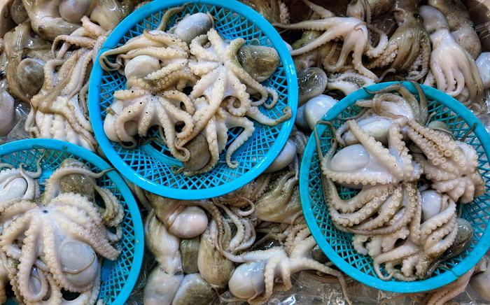 鱿鱼、食品、市场摊位、章鱼、海鲜、鱼市、无人、食品和饮料