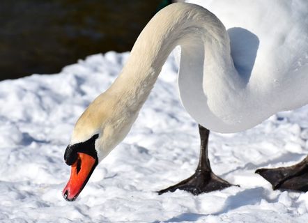天鹅，水禽，家禽，雪，羽毛，冬天，冬天的心情，鸟