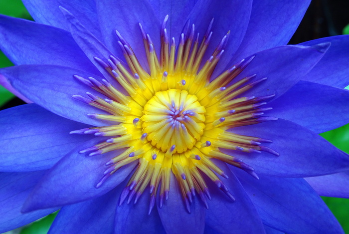 蓝色，睡莲花，微距摄影，百合，花，睡莲，热带，白天开花