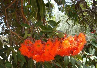 异国情调的花，盛开，自然，不完整，花，植物，植物，生长