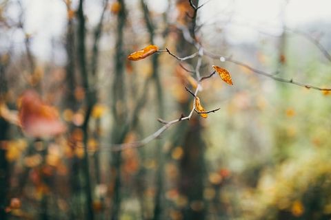 白俄罗斯，秋天，森林，十月，树，植物，聚焦前景，树枝