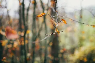 白俄罗斯，秋天，森林，十月，树，植物，聚焦前景，树枝