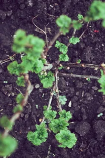 黑色、醋栗、绿色、地面、自然、植物、生长、绿色