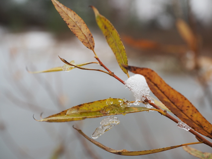 冬天，寒冷，床单，照片，雪，自然，俄罗斯，雪花