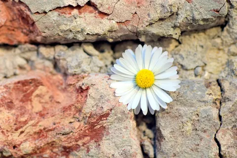 白色,黄色,墙,花,雏菊,石墙,墙花,墙上的雏菊 白色,黄色,墙,花,雏菊,石墙,墙花,墙上的雏菊