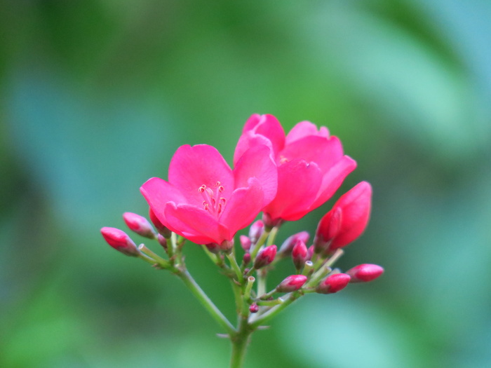 花，自然，植物，花，花园，草原，美丽，光